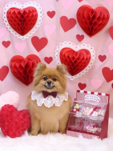 20240206ルルちゃん